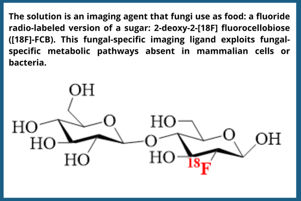 An imaging agent that uses fungi as food; this picture shows the chemistry of a radio-labeled version of a sugar
